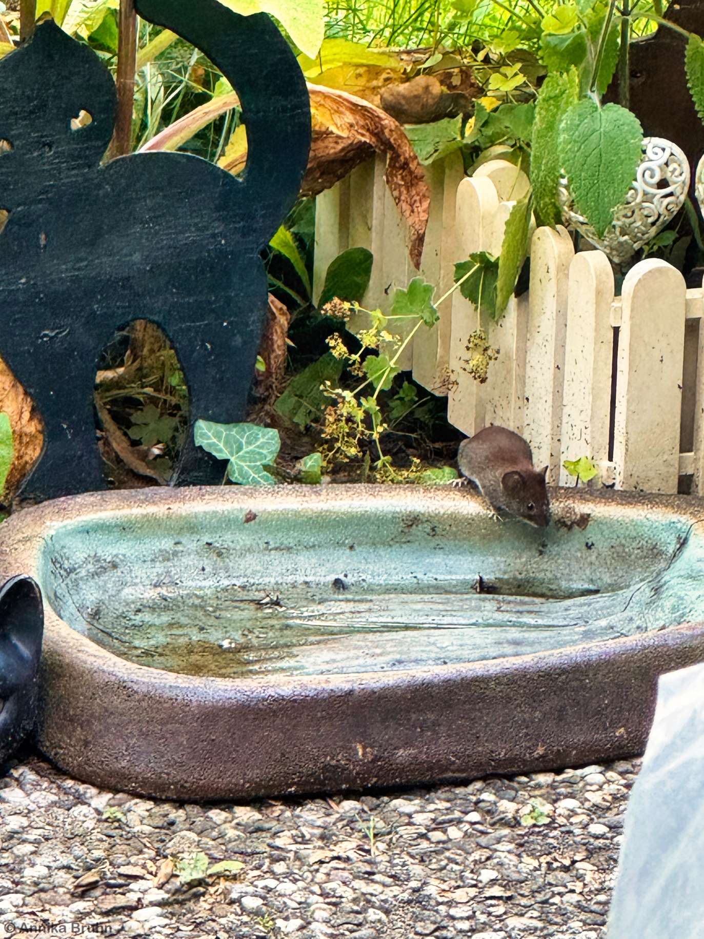 Maus beim trinken